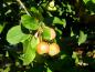 Preview: Zierapfel Red Sentinel - unreife Früchte im Spätsommer