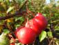 Preview: Malus Red Sentinel - rote, kirschgroße Zieräpfel