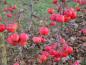 Preview: Zierapfel Red Sentinel - rote Früchte im Dezember