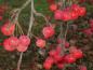 Preview: Leuchtend rote Äpfel auch im Winter - Malus Red Sentinel