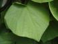 Preview: Blatt von Aristolochia durior