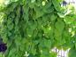 Preview: Aristolochia durior, die Pfeifenwinde