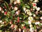 Preview: Zwergzierapfel - rosa Knospen und weiße Blüten