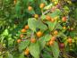 Preview: Gelb-rote Früchte des vielblütigen Zierapfel