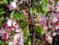 Preview: Rosa Blütenfülle vom Zierapfel floribunda