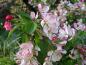 Preview: Vielblütiger Zierapfel - rosa-weiße Blüten