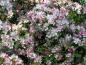 Preview: Reiche Blüte beim Japanischen Blütenapfel