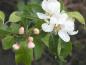 Preview: Pflaumenblättriger Zierapfel - rosa Knospen und weiße Blüten