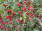 Preview: Reicher Fruchtbehang im Herbst bei Malus prunifolia