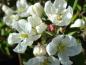 Preview: Weiße Blüte vom pflaumenblättrigen Zierapfel