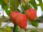 Preview: Gelb-rote Früchte des Pflaumenblättrigen Zierapfels