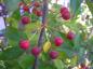 Preview: Kleinfruchtiger Zierapfel - erbsengroße, rote Früchte