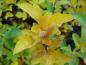 Preview: Gelbe Herbstfärbung bei Malus toringo sargentii