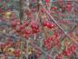 Preview: Malus toringo sargentii trägt zahlreiche kleine, rote Früchte.