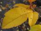 Preview: Malus toringo sargentii: gelbe Herbstfärbung