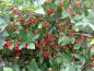 Preview: Guter Fruchtansatz bei Malus toringo sargentii, Aufnahme aus Mitte September