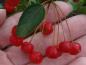 Preview: Die erbsengroßen, roten Früchte von Malus toringo sargentii