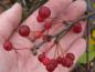 Preview: Rote Früchte von Malus toringo sargentii