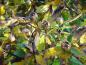 Preview: Zierde im Oktober: Früchte und gelbe Herbstfärbung bei Mespilus germanica