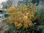 Preview: Mispel-Strauch mit gelbem Herbstlaub