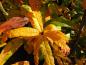 Preview: Gelbe und orange Herbstfärbung der Mespilus germanica