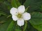 Preview: Weiße Blüte der Echten Mispel