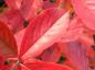 Preview: Rote Apfelbeere mit leuchtend rotem Herbstlaub