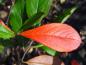 Preview: Herbstfärbung von Aronia arbutifolia (Filzige Apfelbeere)
