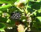 Preview: Schwarze Kultur-Maulbeere Wellington mit reifer Frucht
