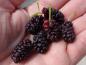 Preview: Die reifen Früchte von Morus nigra Wellington