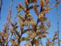Preview: Blühende Männliche Pflanze von Myrica gale
