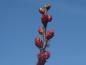 Preview: Blühende Weibliche Pflanze von Myrica gale