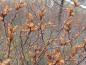 Preview: Männliche Pflanze von Myrica gale