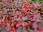 Preview: Aronia melanocarpa im roten Herbstlaub