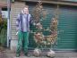 Preview: Avenbok, Carpinus betulus - 175-200 cm höga ungträd