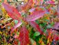 Preview: Der Tupelobaum in seiner prächtigen Herbstfärbung