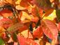 Preview: Tolles Herbstlaub bei Nyssa silvatica