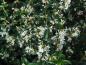 Preview: Die Blütenzweige des Osmanthus burkwoodi