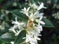 Preview: Die Blüte am immergrünen Zweig der Duftblüte (Osmanthus burkwoodi)