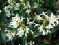 Preview: Weiße Röhrenblüten schmücken den Osmanthus burkwoodi (Duftblüte)