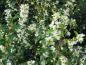Preview: Das immergrüne Laub mit den weißen Blüten des Osmanthus burkwoodi