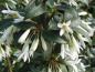 Preview: Reiche weiße Blütenpracht - Duftblüte
