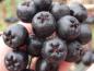 Preview: Gesunde Früchte der Schwarzen Kulturapfelbeere Nero