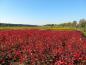 Preview: Rote Herbstfärbung der Aronie Nero