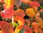 Preview: Herbstlaub bei Aronia melanocarpa Nero