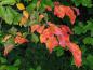 Preview: Eisenholzbaum - bunte Blätter im Herbst