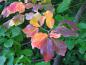 Preview: Bunte Herbstfärbung der Parrotia persica