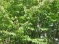 Preview: Grünes Sommerlaub des Eisenholzbaumes