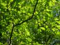 Preview: Frisches Laub des Eisenholzbaumes im April
