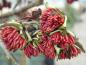 Preview: Leuchtend rote Blüten des Eisenholzbaumes